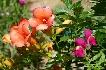 Image showing Campsis - trumpet vine - flowers