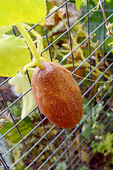 Image showing Brown Russian cucumber growing on wire netting