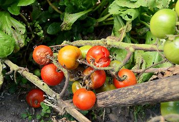 Image showing Split and blight-afflicted cherry tomatoes