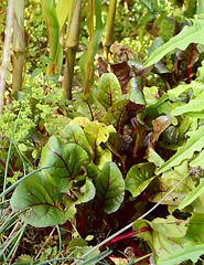 Image showing Beetroot growing surrounded by salad leaves