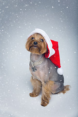 Image showing Yorkshire terrier dog in christmas cap