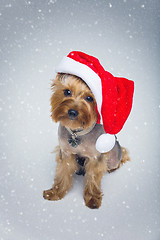 Image showing Yorkshire terrier dog in christmas cap