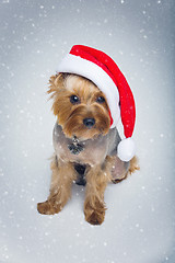 Image showing Yorkshire terrier dog in christmas cap