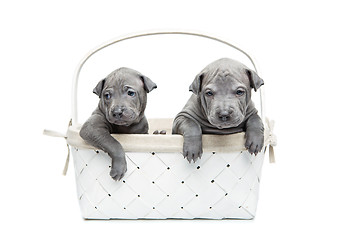 Image showing Two thai ridgeback puppies in basket isolated on white