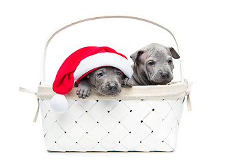 Image showing Two thai ridgeback puppies in christmas cap in basket