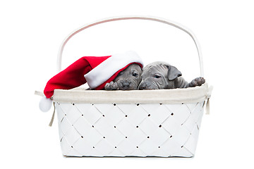 Image showing Two thai ridgeback puppies in christmas cap in basket