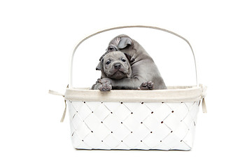 Image showing Two thai ridgeback puppies in basket isolated on white