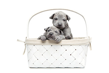 Image showing Two thai ridgeback puppies in basket isolated on white