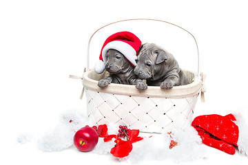 Image showing Two thai ridgeback puppies in christmas cap in basket