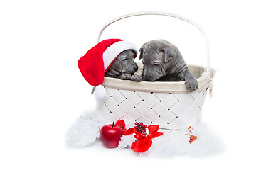 Image showing Two thai ridgeback puppies in christmas cap in basket