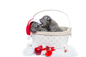 Image showing Two thai ridgeback puppies in christmas cap in basket