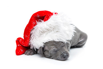 Image showing Thai ridgeback puppy in christmas cap isolated on white