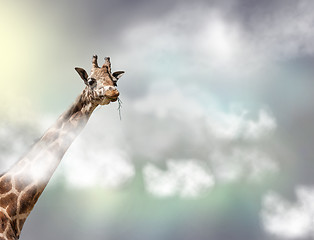 Image showing The head of a giraffe above white clouds in gray sky