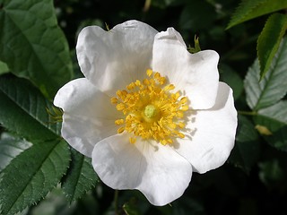 Image showing rose