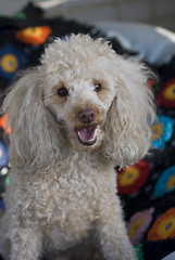 Image showing Beige Poodle