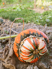 Image showing Turban squash growing on the vine