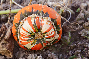 Image showing Turks Turban squash on the vine