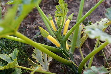 Image showing Yellow summer squash plant