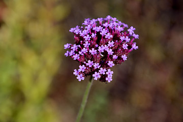 Image showing Small purple verbena flowers