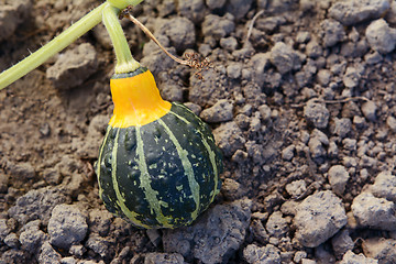 Image showing Small green and yellow ornamental squash