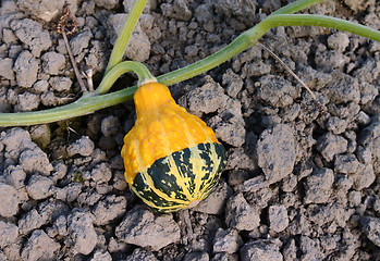 Image showing Yellow and green ornamental gourd