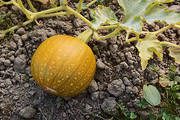 Image showing Small pumpkin turning from green to orange