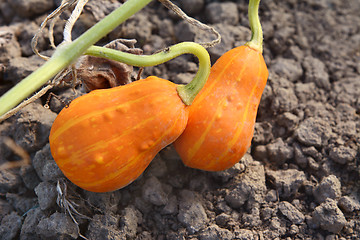 Image showing Two orange and yellow ornamental gourds
