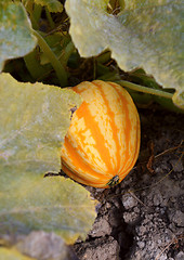Image showing Striped Festival squash growing under leaves
