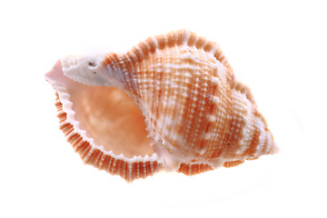 Image showing sea shell isolated