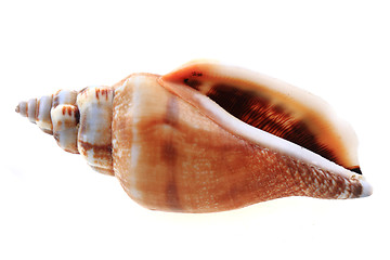 Image showing sea shell isolated