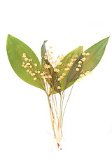 Image showing lily of the valley