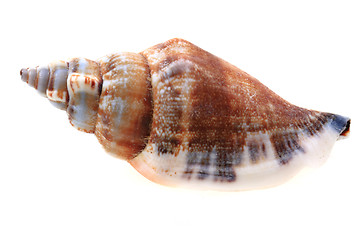 Image showing sea shell isolated