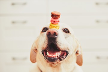 Image showing Dog with tasty macaroons