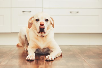 Image showing Dog with tasty macaroon