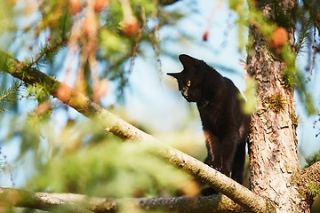 Image showing Curious cat in the garden