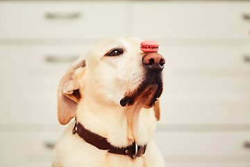 Image showing Dog with tasty macaroon