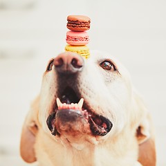 Image showing Dog with tasty macaroons