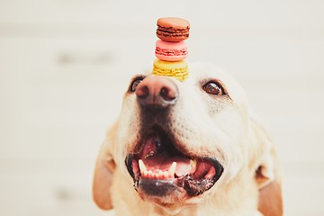 Image showing Dog with tasty macaroons