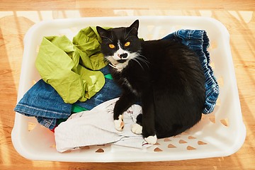Image showing Cat in in laundry basket