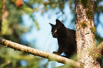 Image showing Curious cat in the garden