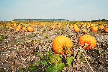 Image showing Ripe pumpkins on the field