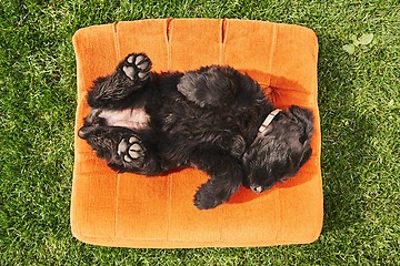 Image showing Cheerful puppy sleeping on the garden