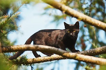 Image showing Curious cat in the garden