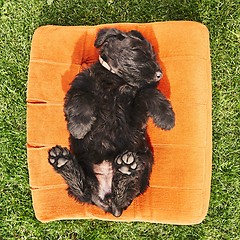 Image showing Cheerful puppy sleeping on the garden