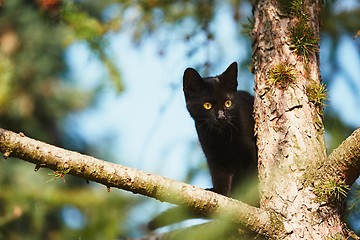 Image showing Curious cat in the garden