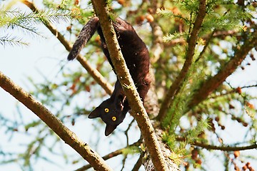 Image showing Curious cat in the garden