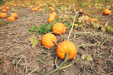 Image showing Ripe pumpkins on the field