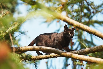 Image showing Curious cat in the garden