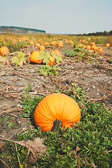 Image showing Ripe pumpkins on the field