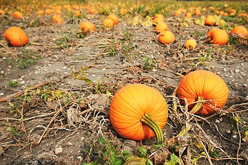 Image showing Ripe pumpkins on the field